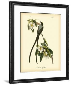 Fork-Tailed Flycatcher-John James Audubon-Framed Premium Giclee Print