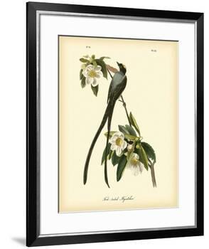 Fork-Tailed Flycatcher-John James Audubon-Framed Premium Giclee Print