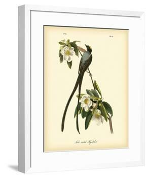 Fork-Tailed Flycatcher-John James Audubon-Framed Premium Giclee Print
