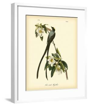 Fork-Tailed Flycatcher-John James Audubon-Framed Art Print