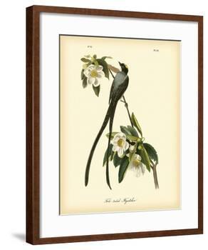 Fork-Tailed Flycatcher-John James Audubon-Framed Art Print