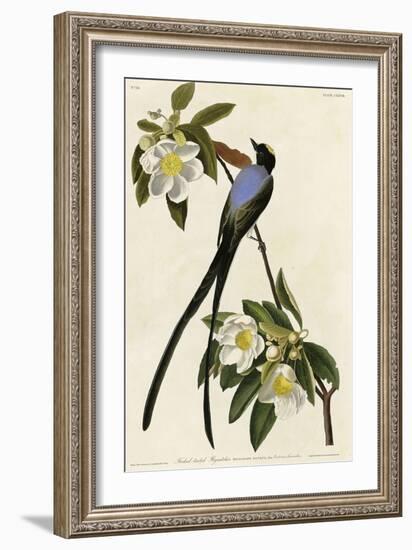 Fork Tailed Flycatcher-null-Framed Giclee Print