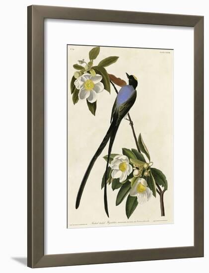 Fork Tailed Flycatcher-null-Framed Giclee Print