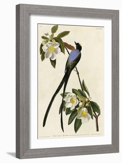 Fork Tailed Flycatcher-null-Framed Giclee Print
