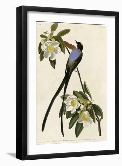 Fork Tailed Flycatcher-null-Framed Giclee Print