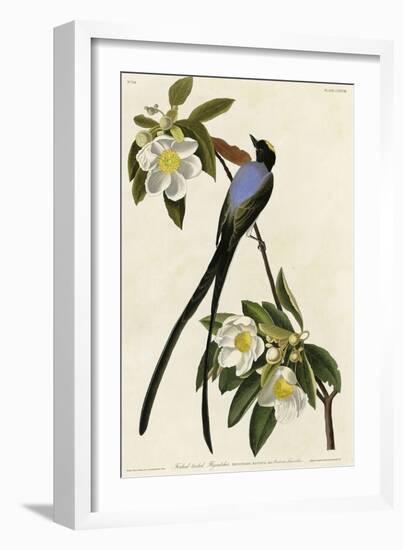 Fork Tailed Flycatcher-null-Framed Giclee Print