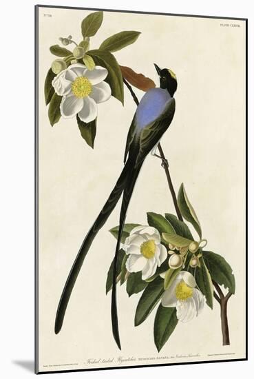 Fork Tailed Flycatcher-null-Mounted Giclee Print