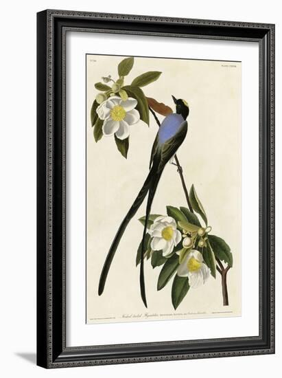 Fork Tailed Flycatcher-null-Framed Giclee Print