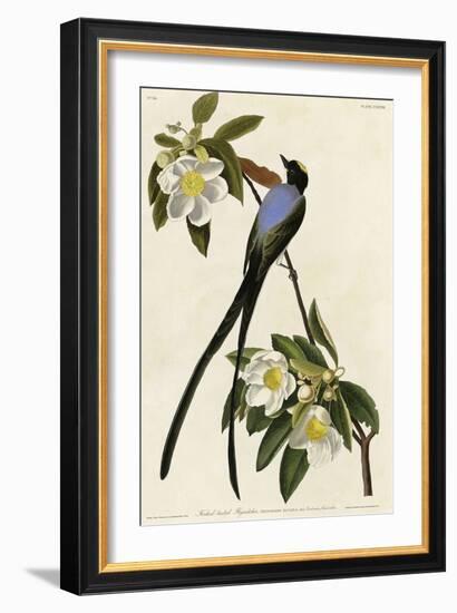 Fork Tailed Flycatcher-null-Framed Giclee Print