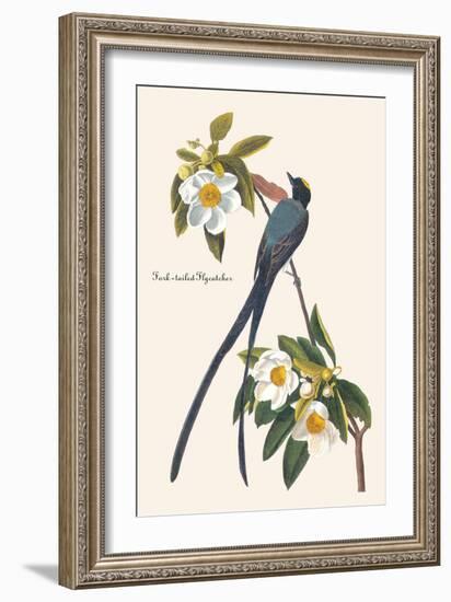 Fork-Tailed Flycatcher-John James Audubon-Framed Art Print