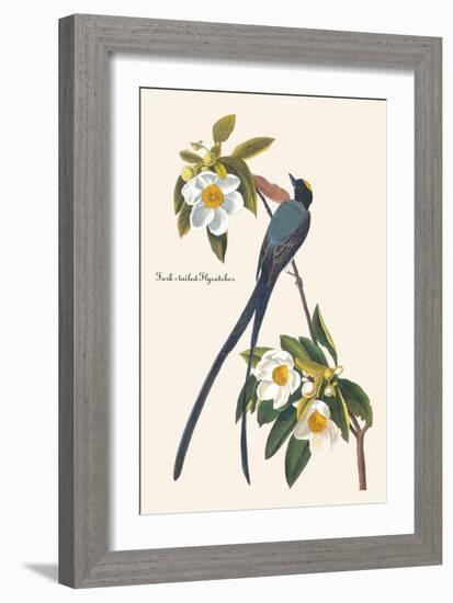 Fork-Tailed Flycatcher-John James Audubon-Framed Art Print