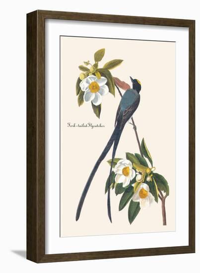 Fork-Tailed Flycatcher-John James Audubon-Framed Art Print