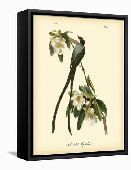 Fork-Tailed Flycatcher-John James Audubon-Framed Stretched Canvas