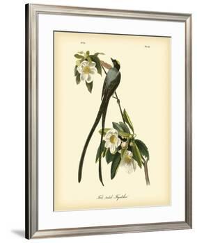 Fork-Tailed Flycatcher-John James Audubon-Framed Premium Giclee Print