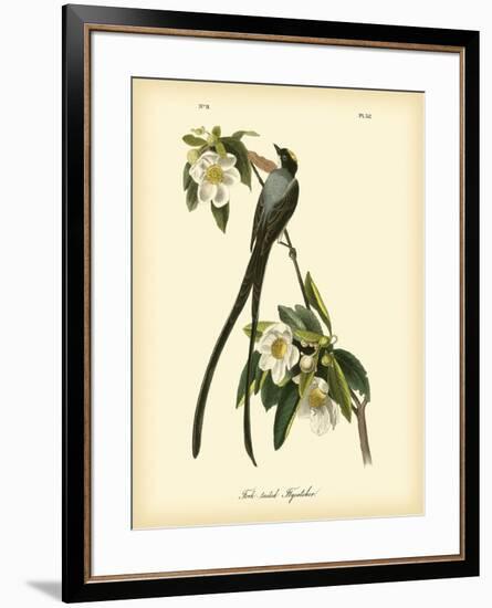 Fork-Tailed Flycatcher-John James Audubon-Framed Premium Giclee Print