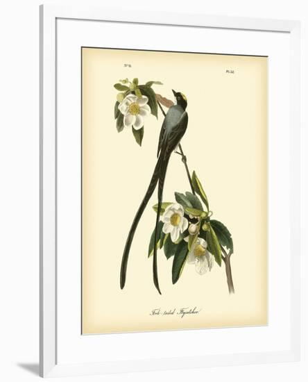 Fork-Tailed Flycatcher-John James Audubon-Framed Premium Giclee Print