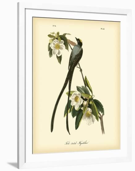 Fork-Tailed Flycatcher-John James Audubon-Framed Art Print