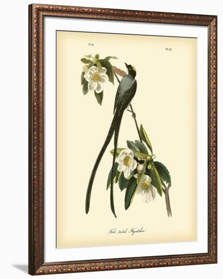 Fork-Tailed Flycatcher-John James Audubon-Framed Art Print