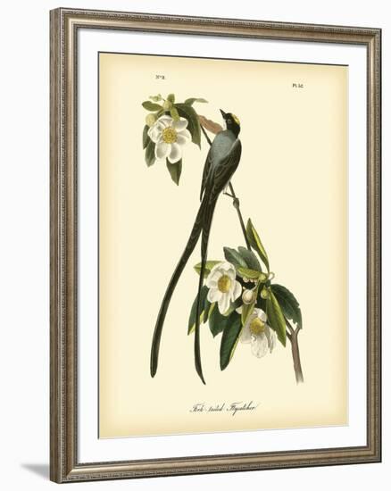 Fork-Tailed Flycatcher-John James Audubon-Framed Art Print