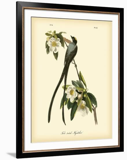 Fork-Tailed Flycatcher-John James Audubon-Framed Art Print