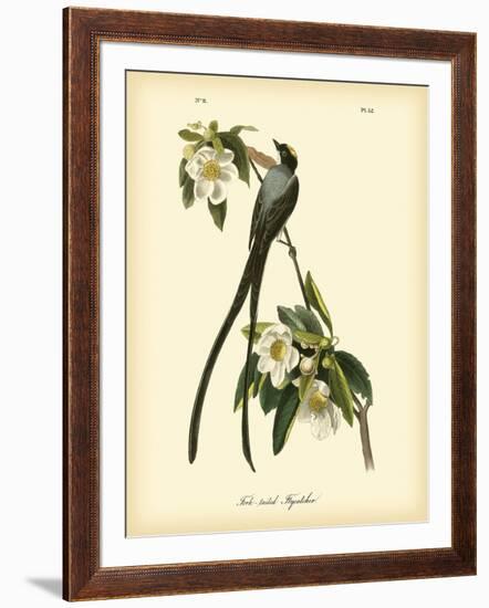 Fork-Tailed Flycatcher-John James Audubon-Framed Art Print