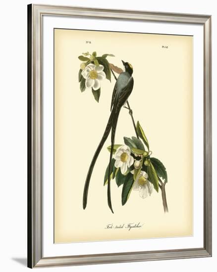 Fork-Tailed Flycatcher-John James Audubon-Framed Art Print