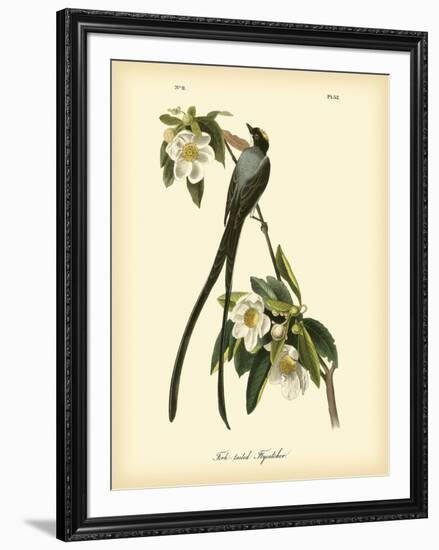 Fork-Tailed Flycatcher-John James Audubon-Framed Art Print