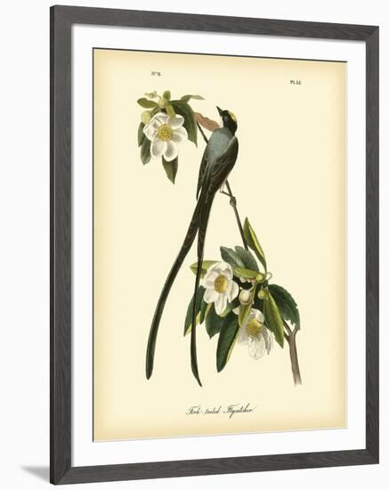 Fork-Tailed Flycatcher-John James Audubon-Framed Art Print