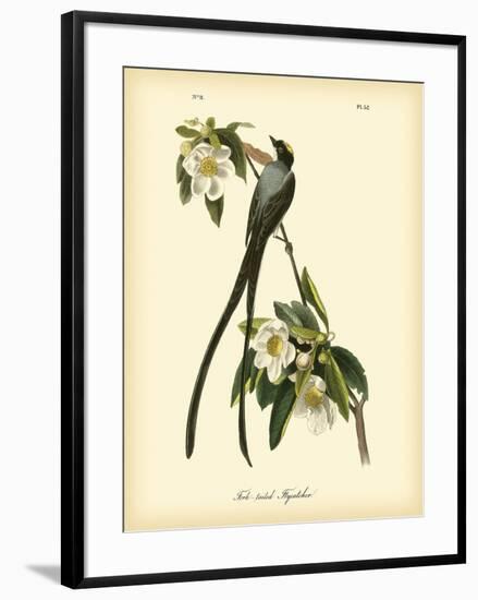 Fork-Tailed Flycatcher-John James Audubon-Framed Art Print