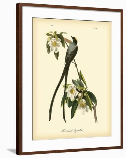 Fork-Tailed Flycatcher-John James Audubon-Framed Art Print