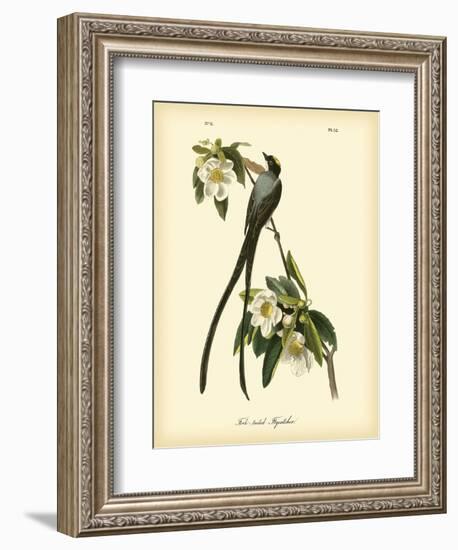 Fork-Tailed Flycatcher-John James Audubon-Framed Art Print