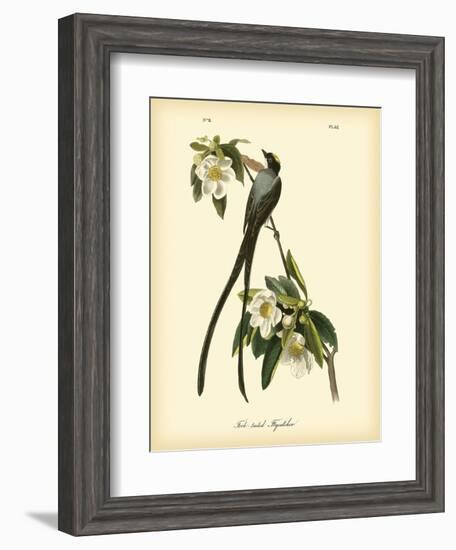 Fork-Tailed Flycatcher-John James Audubon-Framed Art Print