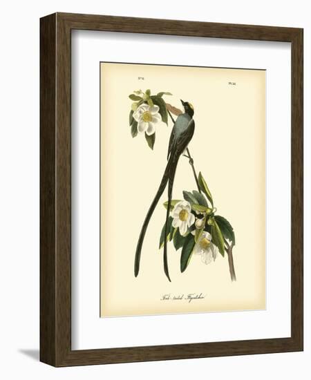 Fork-Tailed Flycatcher-John James Audubon-Framed Art Print