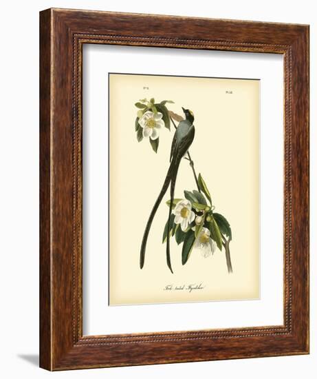 Fork-Tailed Flycatcher-John James Audubon-Framed Art Print