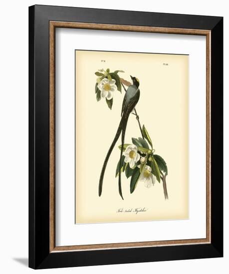 Fork-Tailed Flycatcher-John James Audubon-Framed Art Print