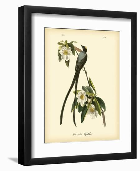 Fork-Tailed Flycatcher-John James Audubon-Framed Art Print