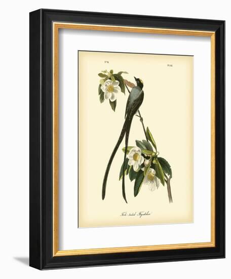 Fork-Tailed Flycatcher-John James Audubon-Framed Art Print