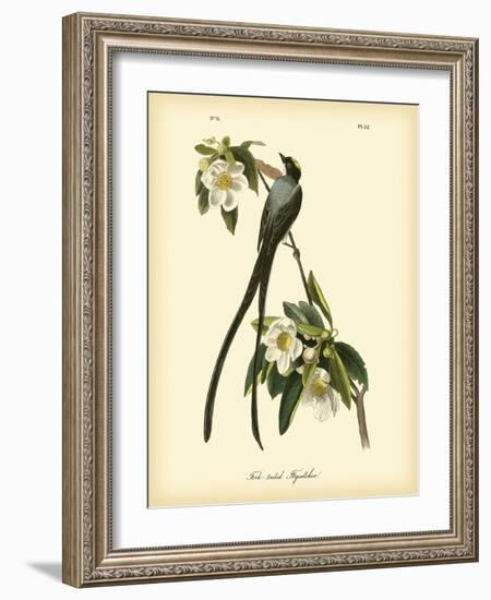 Fork-Tailed Flycatcher-John James Audubon-Framed Art Print