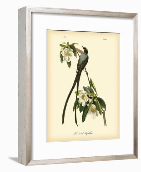 Fork-Tailed Flycatcher-John James Audubon-Framed Art Print