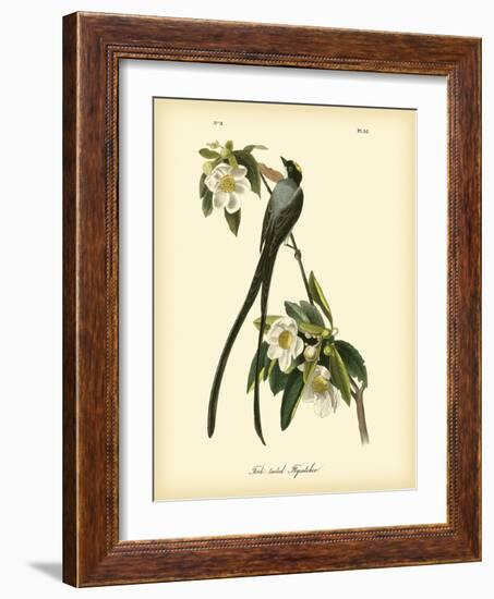 Fork-Tailed Flycatcher-John James Audubon-Framed Art Print