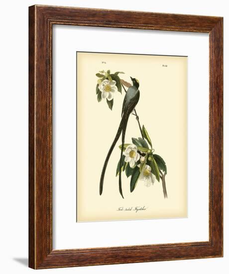 Fork-Tailed Flycatcher-John James Audubon-Framed Art Print