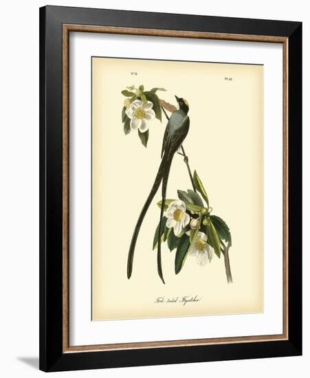 Fork-Tailed Flycatcher-John James Audubon-Framed Art Print