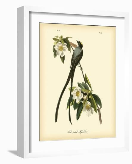 Fork-Tailed Flycatcher-John James Audubon-Framed Art Print