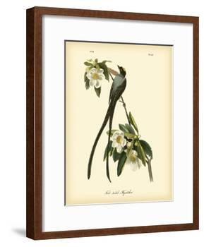 Fork-Tailed Flycatcher-John James Audubon-Framed Art Print