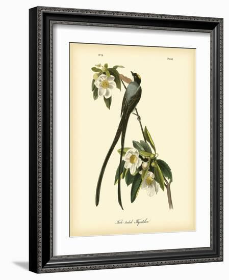 Fork-Tailed Flycatcher-John James Audubon-Framed Art Print