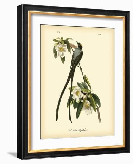 Fork-Tailed Flycatcher-John James Audubon-Framed Art Print