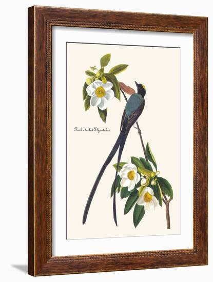 Fork-Tailed Flycatcher-John James Audubon-Framed Art Print