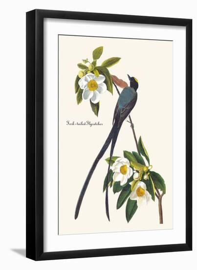 Fork-Tailed Flycatcher-John James Audubon-Framed Art Print