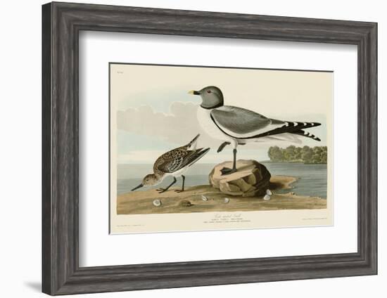 Fork-Tailed Gull-John James Audubon-Framed Art Print