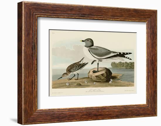 Fork-Tailed Gull-John James Audubon-Framed Art Print